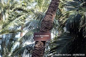 19 ELCHE HUERTO DEL CURA (68)